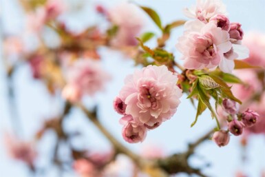 Prunus serrulata 'Kanzan' halbstamm 120cm Stamm