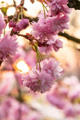 Prunus serrulata 'Kanzan' halbstamm 120cm Stamm