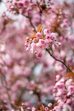 Prunus serrulata 'Kanzan' halbstamm 120cm Stamm