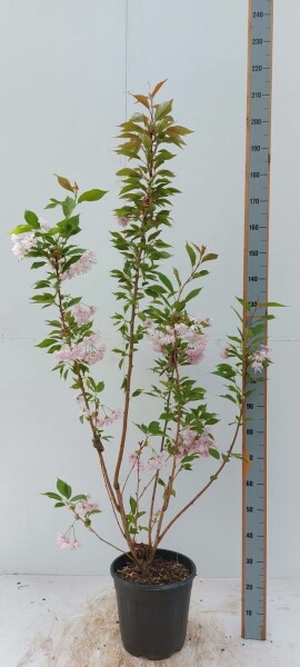 Prunus serrulata 'Kanzan' strauch 100-125