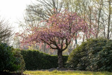 Prunus serrulata 'Kanzan' strauch