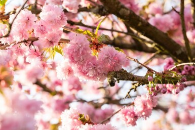 Prunus serrulata 'Kanzan' strauch 100-125