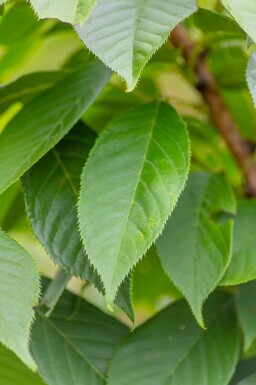 Prunus serrulata 'Kanzan' strauch 100-125