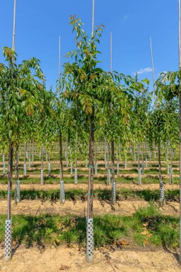 Prunus serrulata 'Kiku-shidare-zakura' hochstamm 6/8 180cm Stamm