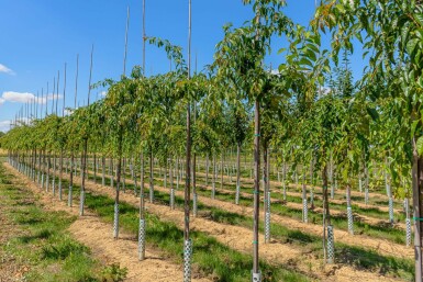 Prunus serrulata 'Kiku-shidare-zakura' hochstamm 6/8 180cm Stamm