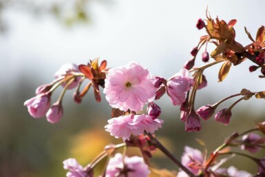 Prunus serrulata 'Kiku-shidare-zakura' hochstamm 6/8 180cm Stamm