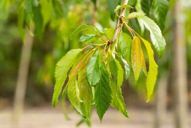 Prunus serrulata 'Kiku-shidare-zakura' hochstamm 6/8 180cm Stamm