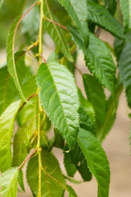 Prunus serrulata 'Kiku-shidare-zakura' hochstamm 6/8 180cm Stamm