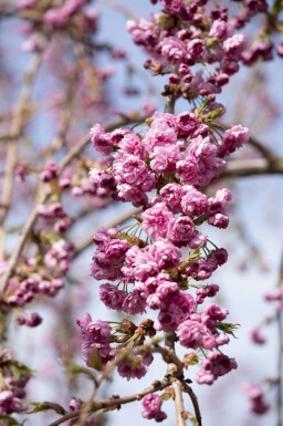 Prunus serrulata 'Kiku-shidare-zakura' hochstamm 6/8 180cm Stamm