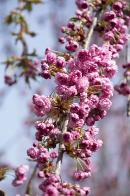 Prunus serrulata 'Kiku-shidare-zakura' hochstamm 6/8 180cm Stamm