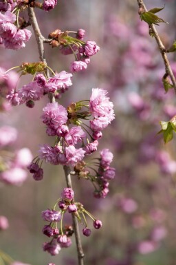 Prunus serrulata 'Kiku-shidare-zakura' hochstamm 6/8 180cm Stamm