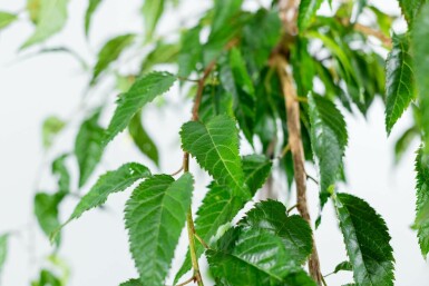 Prunus serrulata 'Kiku-shidare-zakura' halbstamm 120cm Stamm