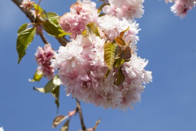 Prunus serrulata 'Kiku-shidare-zakura' halbstamm 120cm Stamm