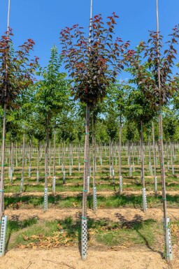 Prunus serrulata 'Royal Burgundy' hochstamm