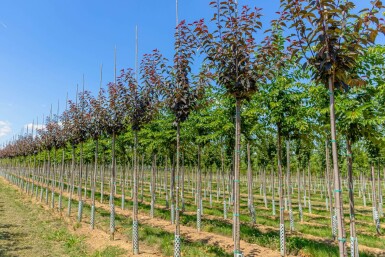 Prunus serrulata 'Royal Burgundy' hochstamm 6/8 180cm Stamm