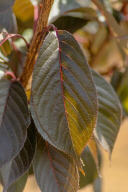 Prunus serrulata 'Royal Burgundy' hochstamm 6/8 180cm Stamm