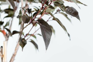 Prunus serrulata 'Royal Burgundy' hochstamm 6/8 180cm Stamm