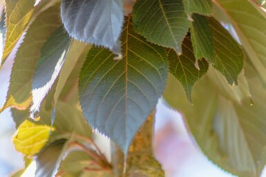 Prunus serrulata 'Royal Burgundy' hochstamm 6/8 180cm Stamm