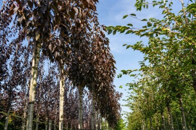 Prunus serrulata 'Royal Burgundy' hochstamm 6/8 180cm Stamm