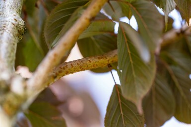 Prunus serrulata 'Royal Burgundy' hochstamm 6/8 180cm Stamm