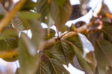 Prunus serrulata 'Royal Burgundy' hochstamm 6/8 180cm Stamm