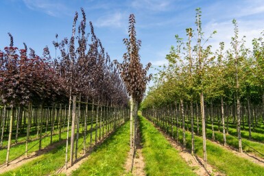 Prunus serrulata 'Royal Burgundy' hochstamm 6/8 180cm Stamm