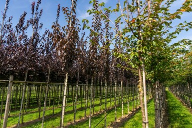 Prunus serrulata 'Royal Burgundy' hochstamm 6/8 180cm Stamm