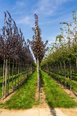 Prunus serrulata 'Royal Burgundy' hochstamm 6/8 180cm Stamm