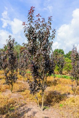 Prunus serrulata 'Royal Burgundy' mehrstämmig