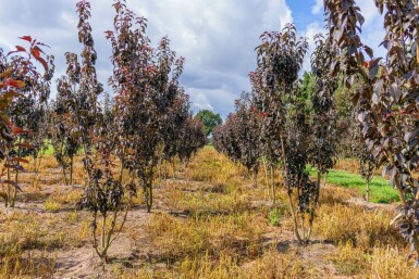 Prunus serrulata 'Royal Burgundy' mehrstämmig