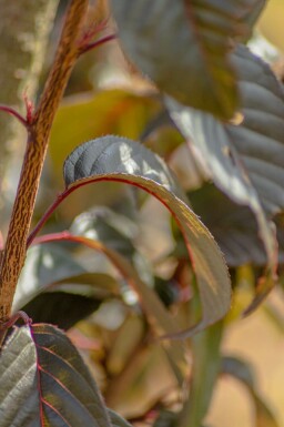 Prunus serrulata 'Royal Burgundy' mehrstämmig 200-250