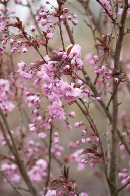 Prunus serrulata 'Royal Burgundy' mehrstämmig 200-250