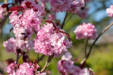 Prunus serrulata 'Royal Burgundy' mehrstämmig 200-250