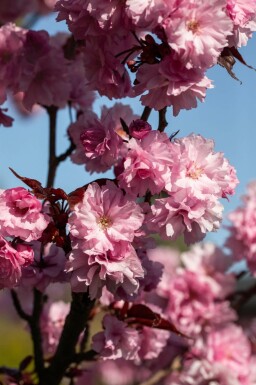 Prunus serrulata 'Royal Burgundy' mehrstämmig 200-250