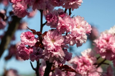 Prunus serrulata 'Royal Burgundy' mehrstämmig 200-250