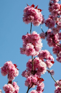 Prunus serrulata 'Royal Burgundy' mehrstämmig 200-250