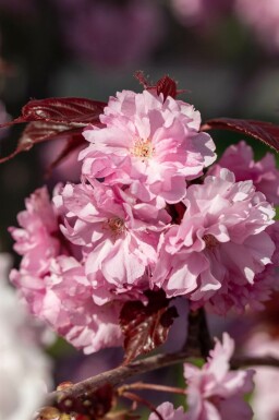 Prunus serrulata 'Royal Burgundy' mehrstämmig 200-250