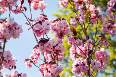 Prunus serrulata 'Royal Burgundy' halbstamm 120cm Stamm