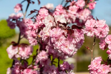 Prunus serrulata 'Royal Burgundy' halbstamm 120cm Stamm