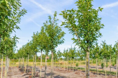 Prunus serrulata 'Sunset Boulevard'