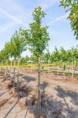 Prunus serrulata 'Sunset Boulevard' hochstamm