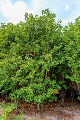 Prunus serrulata 'Sunset Boulevard' mehrstämmig