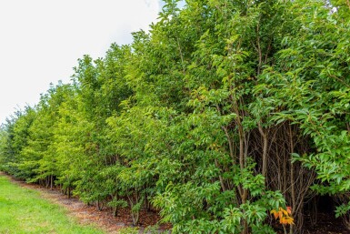 Prunus serrulata 'Sunset Boulevard' mehrstämmig