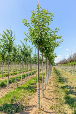 Prunus serrulata 'Taihaku'