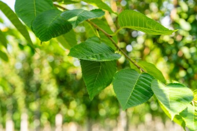 Prunus serrulata 'Taihaku'