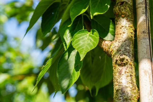 Prunus serrulata 'Taihaku'