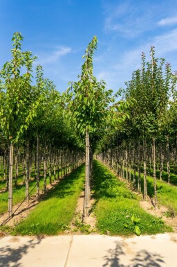 Prunus serrulata 'Taihaku' hochstamm 10/12