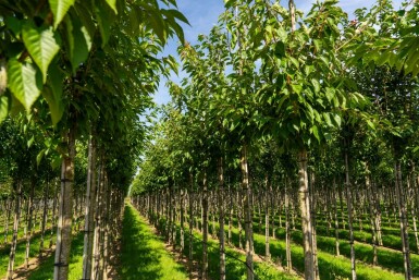 Prunus serrulata 'Taihaku' hochstamm 10/12