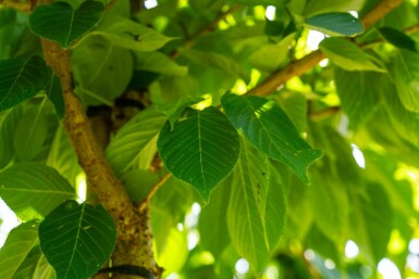 Prunus serrulata 'Taihaku' hochstamm 10/12