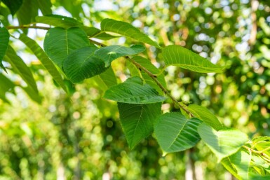 Prunus serrulata 'Taihaku' hochstamm 10/12